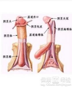 男子阴茎长短视频,阴茎长度短视频背后的科学真相