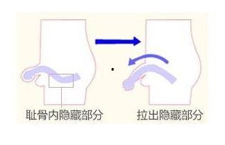 男子阴茎长短视频,阴茎长度短视频背后的科学真相