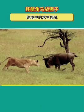 动物科普短视频,短视频带你领略奇妙生物风采