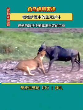 动物科普短视频,短视频带你领略奇妙生物风采
