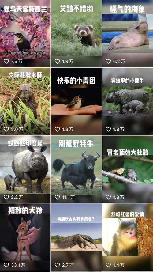 动物科普短视频,短视频带你领略奇妙生物风采