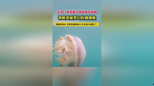 高清海洋短视频,高清短视频中的深海秘境探秘