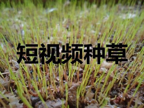 种草短视频,揭秘网红产品背后的魅力与真相